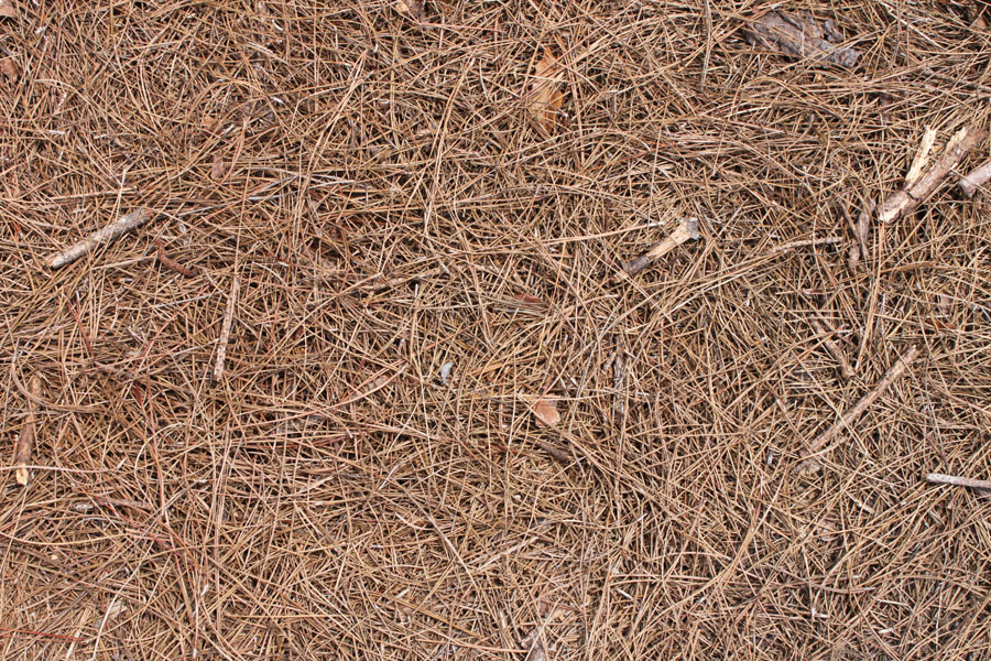 Pine needle mulch (pine straw) bales