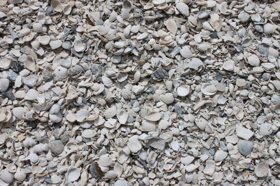 Washed shell stone